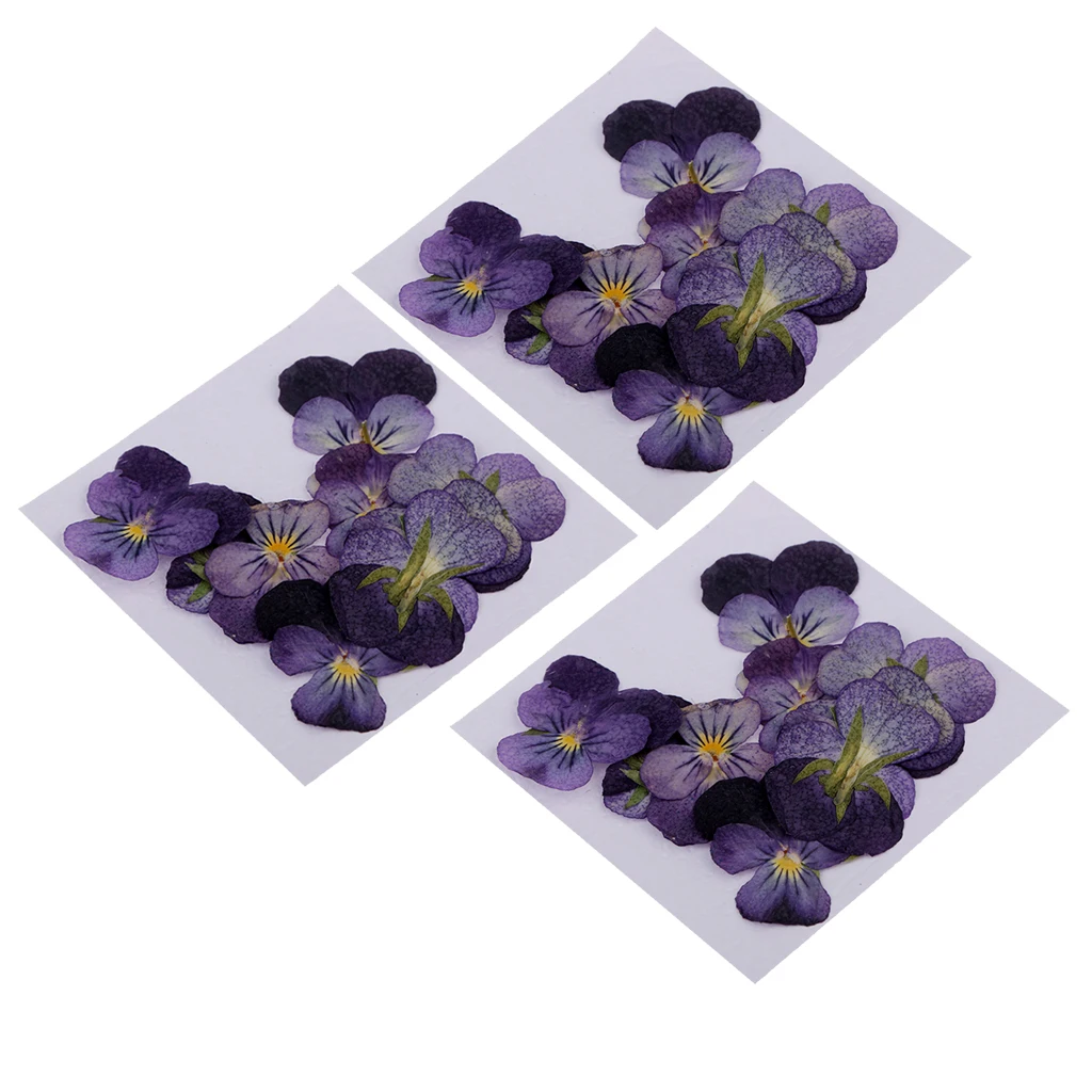 36 pièces de vraies fleurs de violette séchées, embellissements pour étui de téléphone à faire soi-même, décoration Nail Art