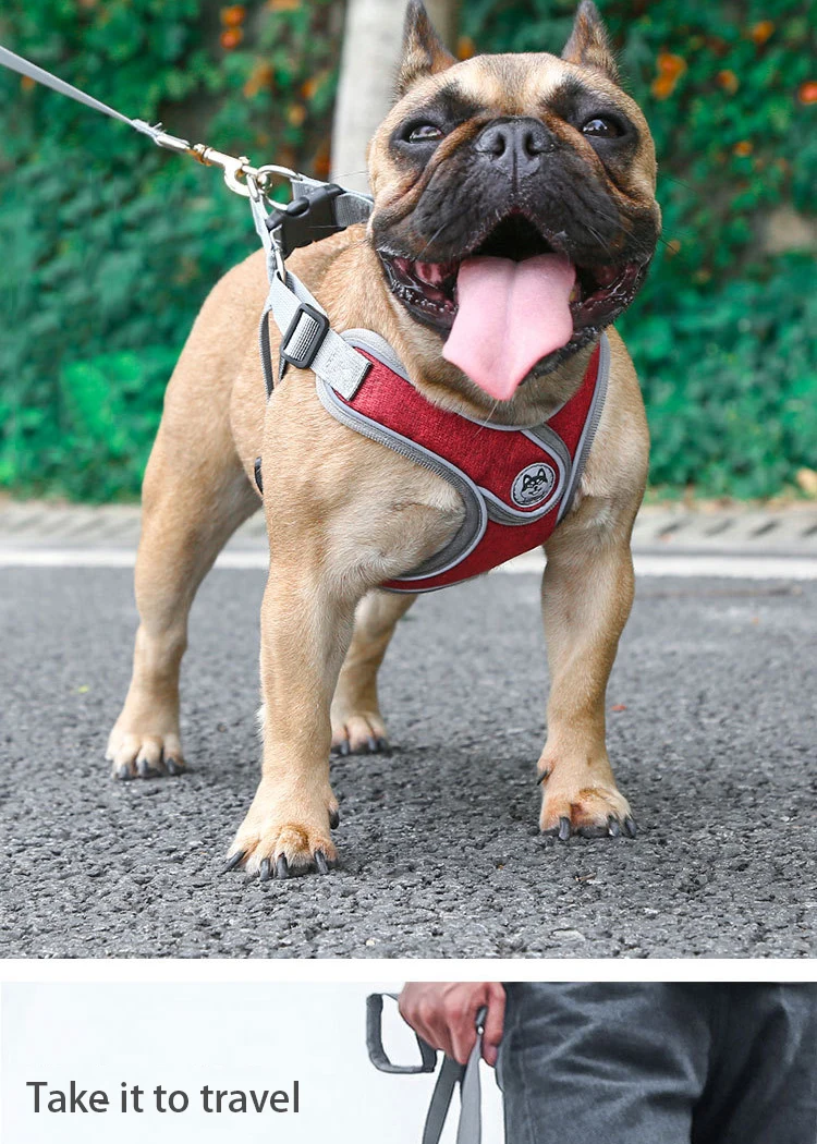 Collier Lumineux Pour Chien, Collier Lumineux Rechargeable Pour