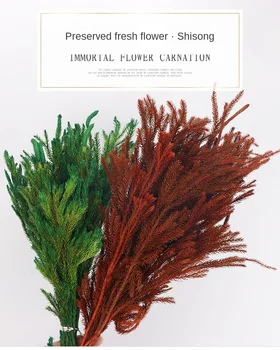 

2pcs dried flower Eternal Green Color Lycopodium Japonicum Wholesale Pine Decoration Flowers immortal wedding bouquet