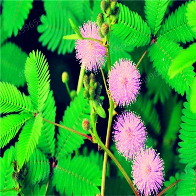 50 шт./пакет Mimosa Pudica Линн стыдливая трава flores листва Mimosa Pudica чувствительный бонсай растение для домашнего сада - Цвет: 9