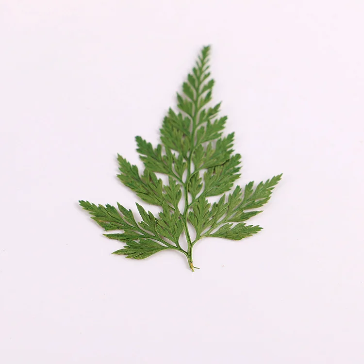 4409087074_448688674