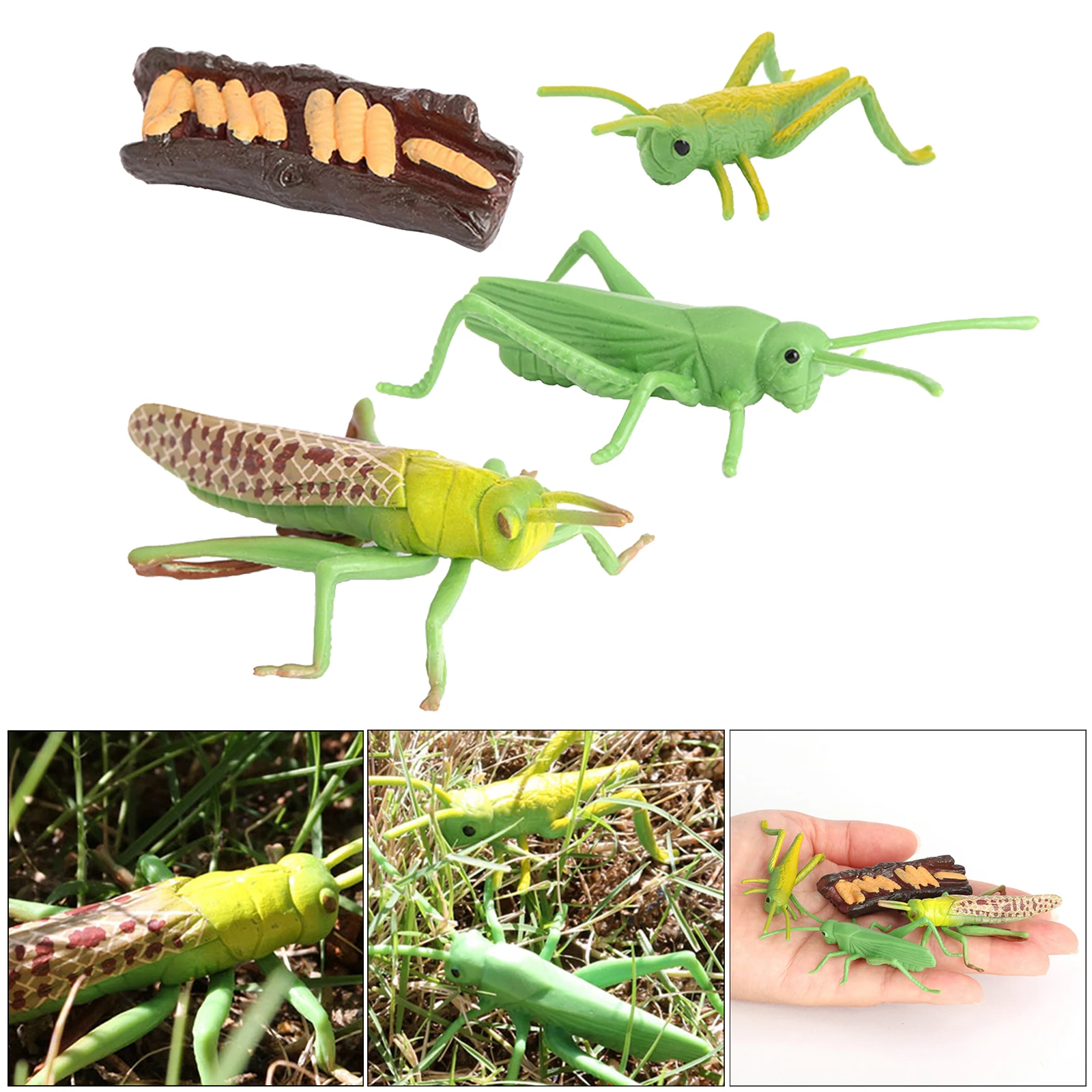 Nature Grasshopper Growth Pre- Children Early Education Toys