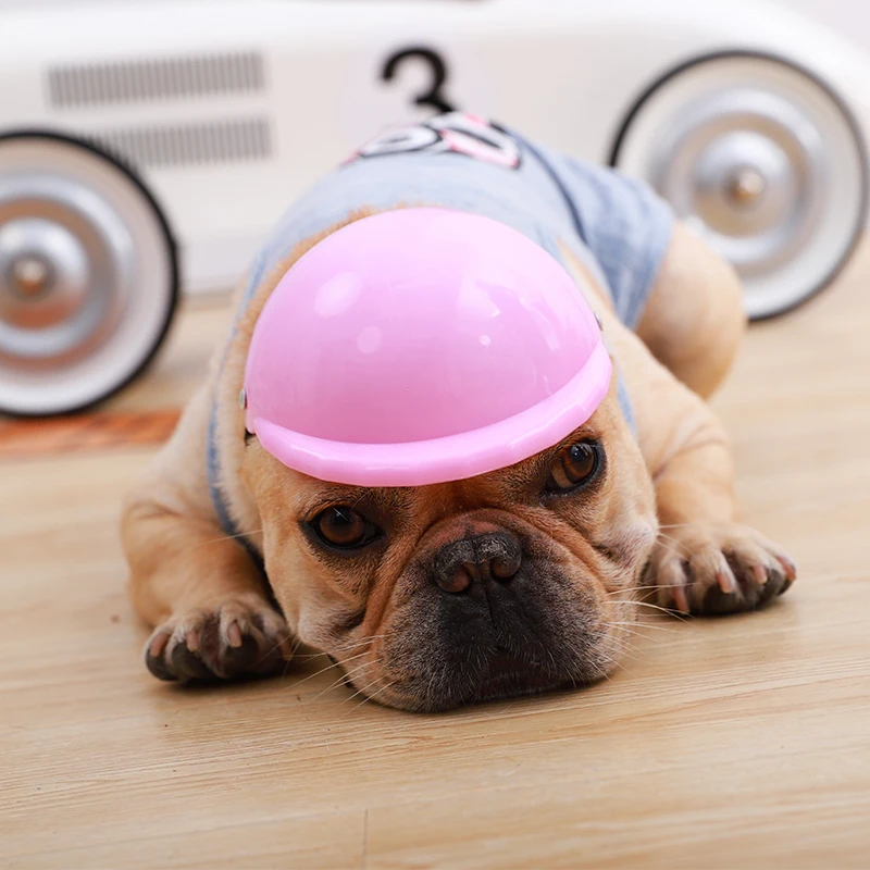 dogs on united flights