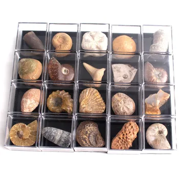 

1pc New Natural Animal Fossil With Box Minerals Specimen Biology Geography Teaching Sample Collection Stone Rock Mini Cute Decor