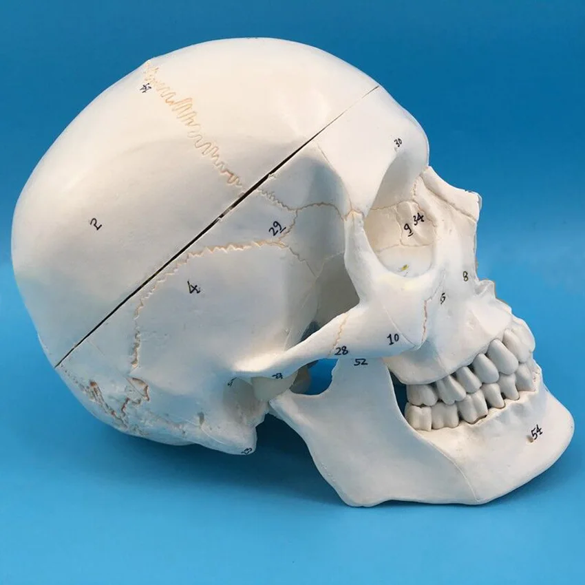 Medical Quality Life Size 3 Parts MIIRR Anatomical Numbered Skull Model Removable Human Adult Skull Anatomical Model