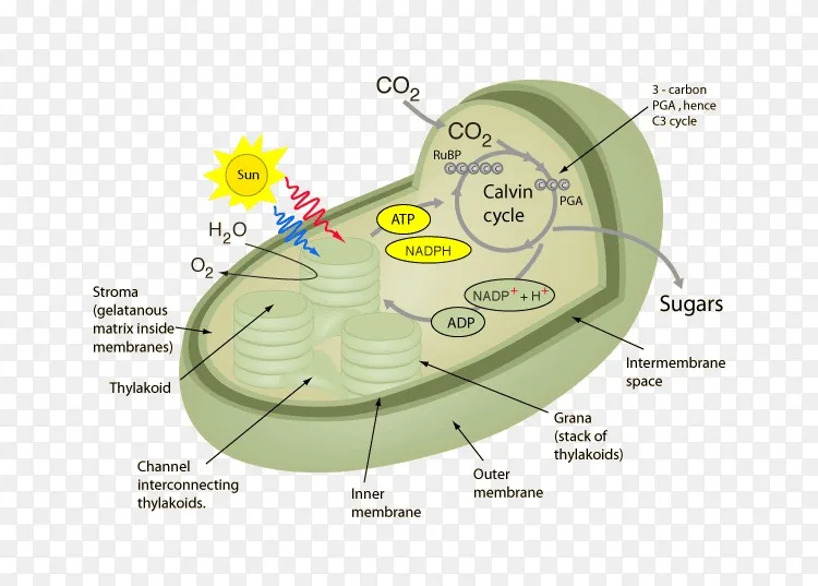 光合作用植物细胞呼吸叶绿体植物png图片素材免费下载 图片编号 Png素材网