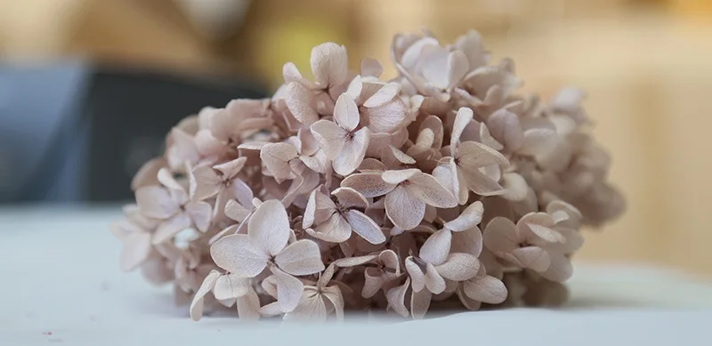 20g High Quality Natural Fresh Preserved Flowers Dried Mid-wood Hydrangea Flower Head For DIY Real Eternal Life Flowers Material