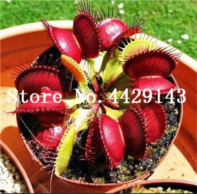 100 шт садовое Горшечное растение Flytrap бонсай Dionaea Muscipula Гигантский зажим Венера Flytrap Горшечное растение плотоядное растение бонсай