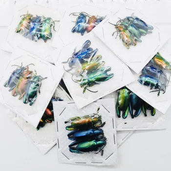 

Sagra Longicollis Real Insect Specimen Collectibles Study School Educational Teaching Sample chromatic Home Decor gift