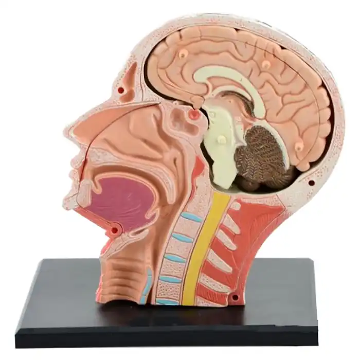 anatomical model brain nasal oral pharynx larynx c