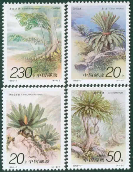 4 Pz/Set New China Post Stamp 1996/70-7 Cycas Plants Timbri Mnh