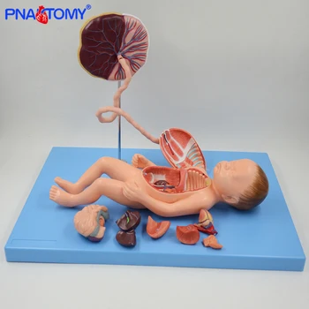 

life size fetus development model placenta funicle anatomical model baby anatomy medical training tool teaching product