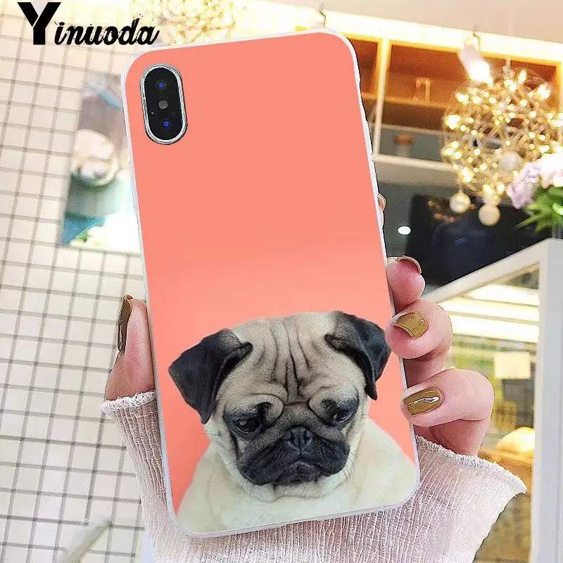 Animal Cute Pug Dog