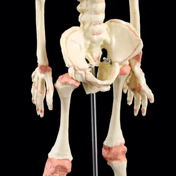 

Single Head Baby Skull Human Research Model Skeleton Anatomical Brain Anatomy