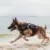 OneTigris X DESTROYER K9 Harness 3 Handled Heavy Duty Dog Жилет С Металлическими Пряжками MOLLE Training Harness для Служебной собаки