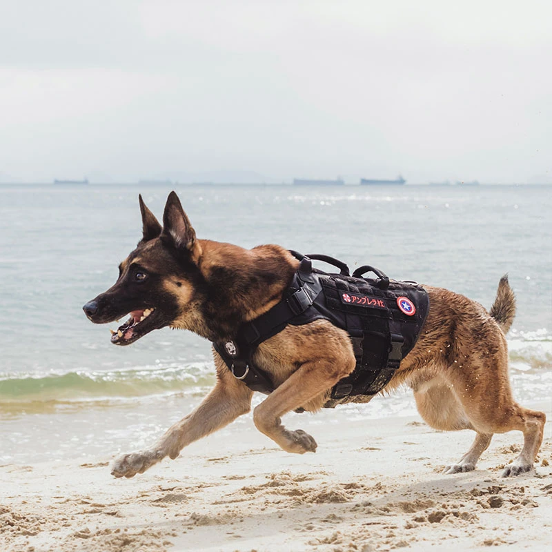 Onetigris Destroyer Harnas 3 Steel Zware Hond Vest Met Metalen Gespen Molle Training Harnas Voor Service Hond|Hunting Vests| - AliExpress