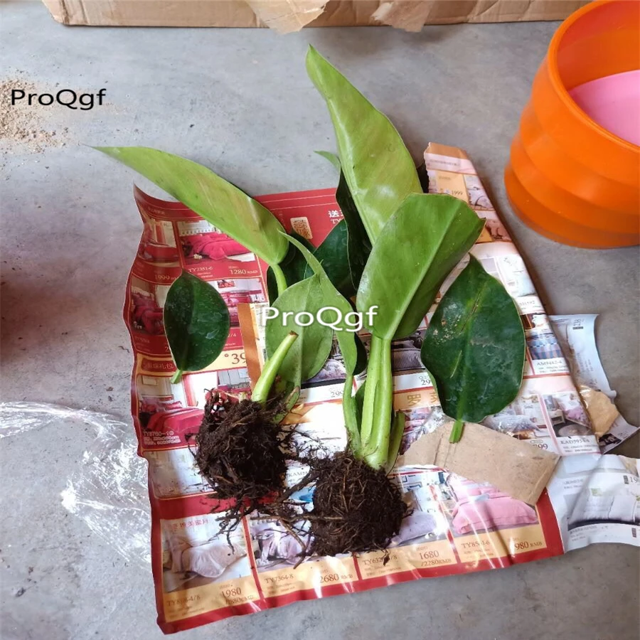 

Ngryise 3Pcs A Set Philodendron Plant
