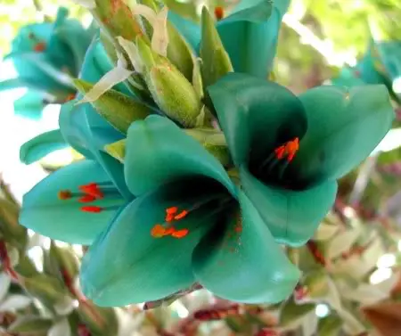 100 шт свежий настоящий Puya berteroniana Oo-Puya chilensis Flower F - Цвет: NO.2