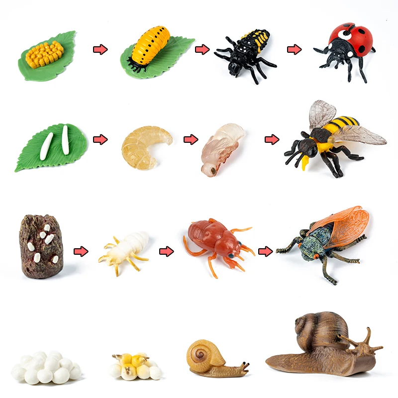 Kinderen Montessori Speelgoed Levenscyclus Set Insect Plant Dier Groei Cyclus Biologie Science Open-Ended Educatief Te _ - AliExpress Mobile