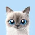 Le petit chat et chien Store