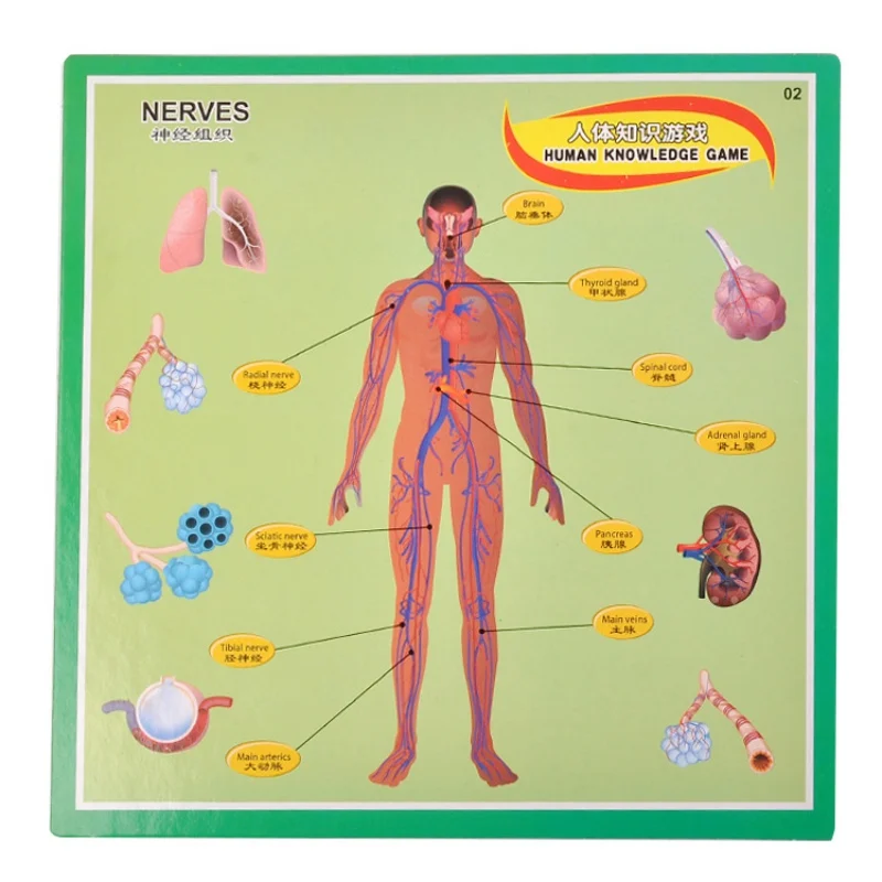 Обучающие Детские игрушки Монтессори, головоломка человеческого тела для мальчиков и девочек, структура тела, детская головоломка, обучающие игрушки для детей