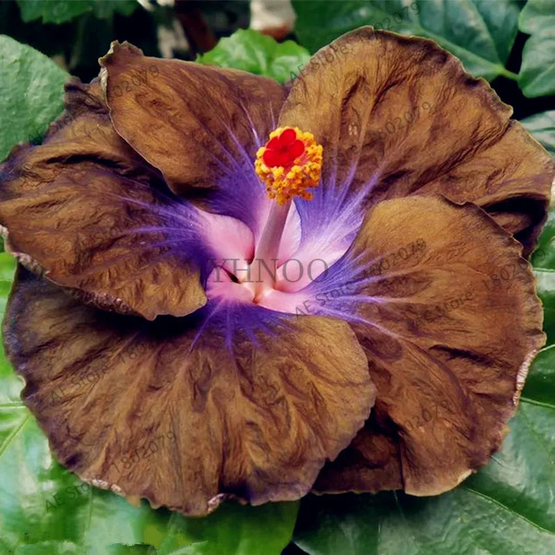 100 шт./пакет Гибискус flores, бонсай растения для дома и сада, красивый декоративный цветок, Легко растить - Цвет: 16