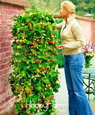 Promotion!100 PCS Tree Climbing Strawberry bonsai Courtyard Garden With Fruit and Vegetable plant Potted,#HWZRHO