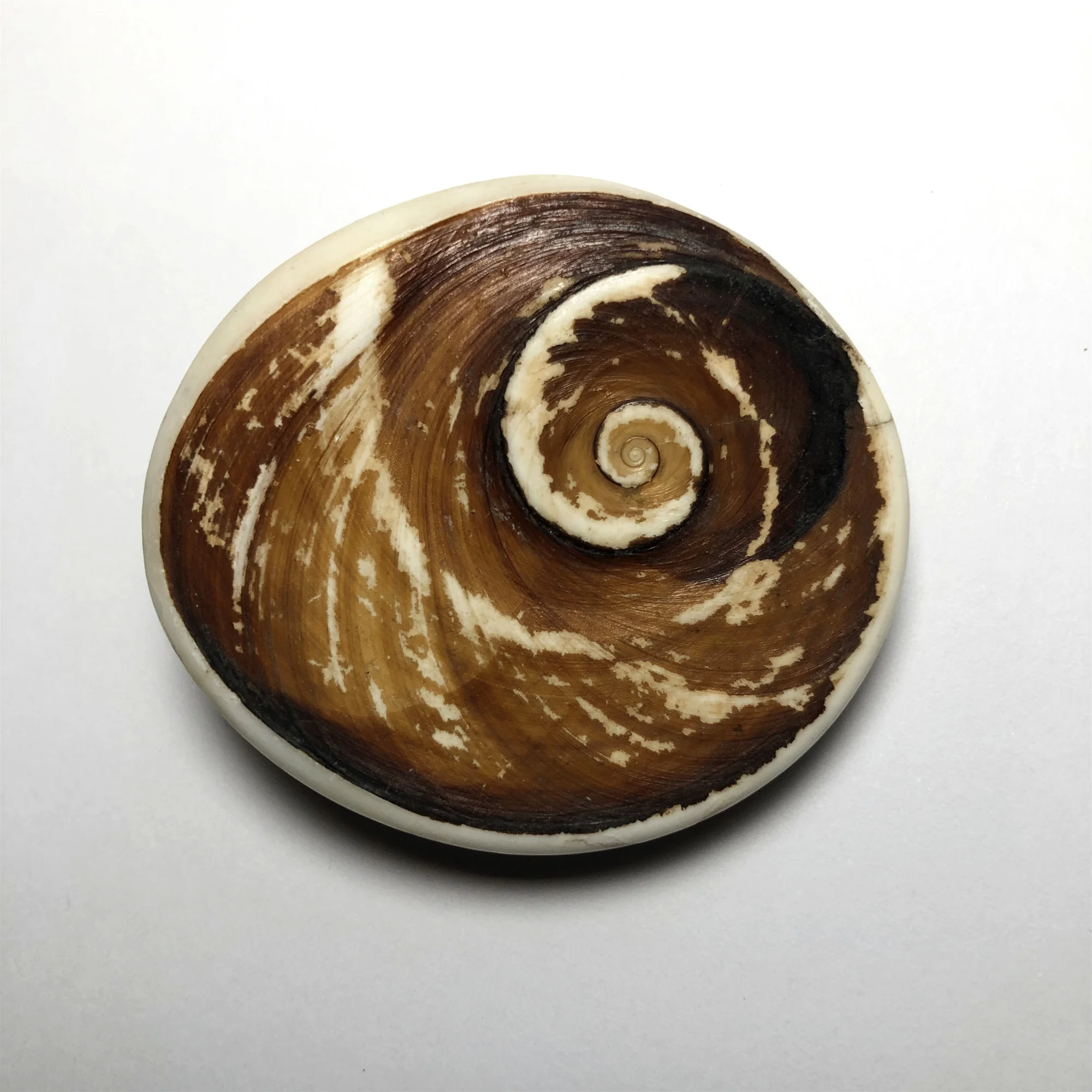 

40mm Natural White Snail Shell Conch Stone Fossil Ammonite Slice Plate Madagascar Mineral Specimen Wedding Party Decoration