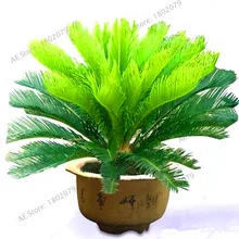 Большая распродажа! 1 шт./пакет цикас растения, саговой пальмы дерево растения. Карликовые деревья gardenling, уровень почкования 97% Редкие горшечные растения для дома
