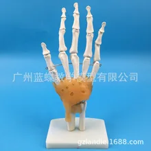 Голубая бабочка натуральный продукт Модель суставов Руки Кости Ulna и радиус модель костной кости ладони(с связкой