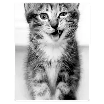 

Hommomh 60 "X80" throw blanket polyester material comfortable warm soft plush sofa bed lovely cat