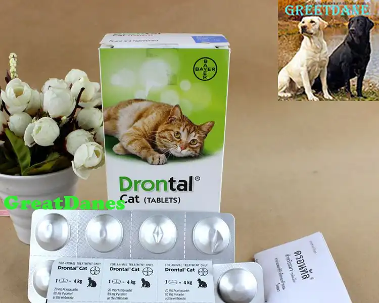 drontal cat 24 tabletten