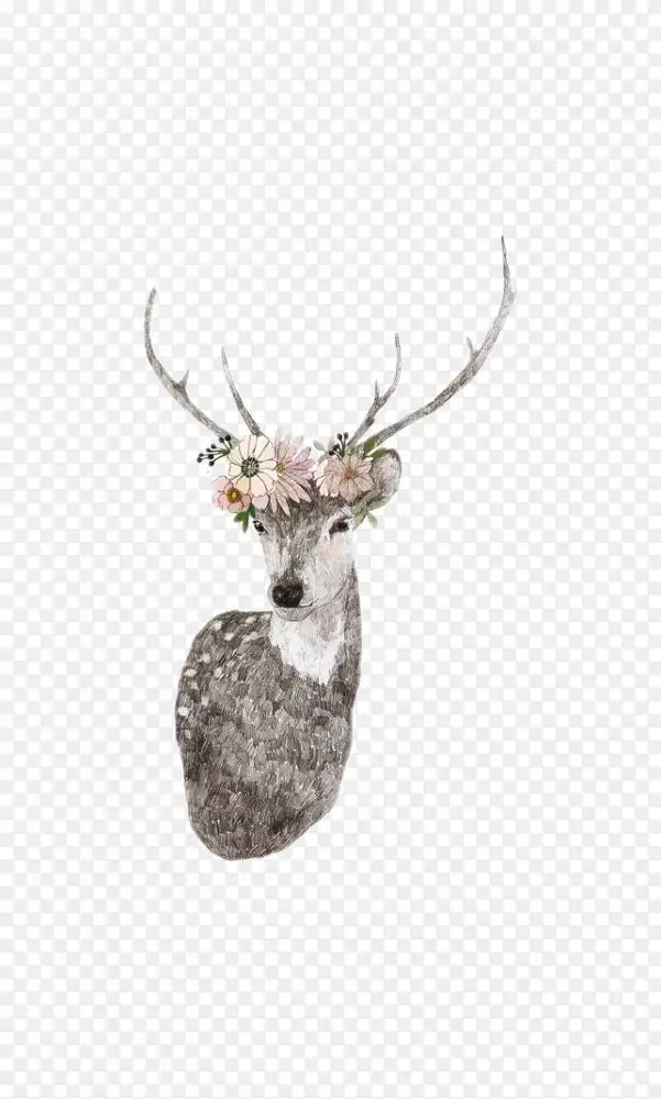 白尾鹿 塞内卡 白鹿 驯鹿 壁纸 花鹿png图片素材免费下载 图片编号 Png素材网