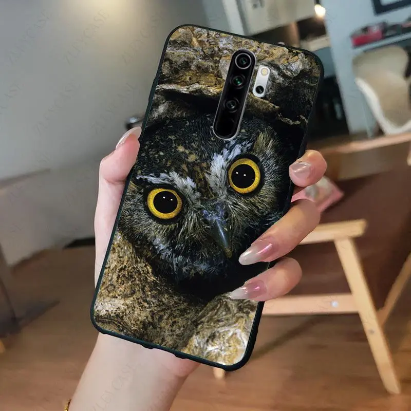 Animal Owl bird