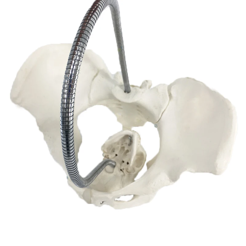 Female Childbirth Pelvis Anatomy Model Medical Science Teaching Resources