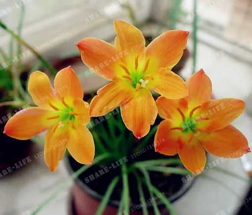 2 лампы смешивания цветов Zephyranthes Candida лампы Цветочные луковицы карликового дерева открытый завод естественный рост бонсай