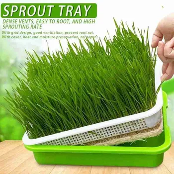 

Green Seed Sprout Planting Plate With Cover Pea Bean Wheatgrass Germination Pot Home Hydroponic Systems Seedling Sprouter Tray