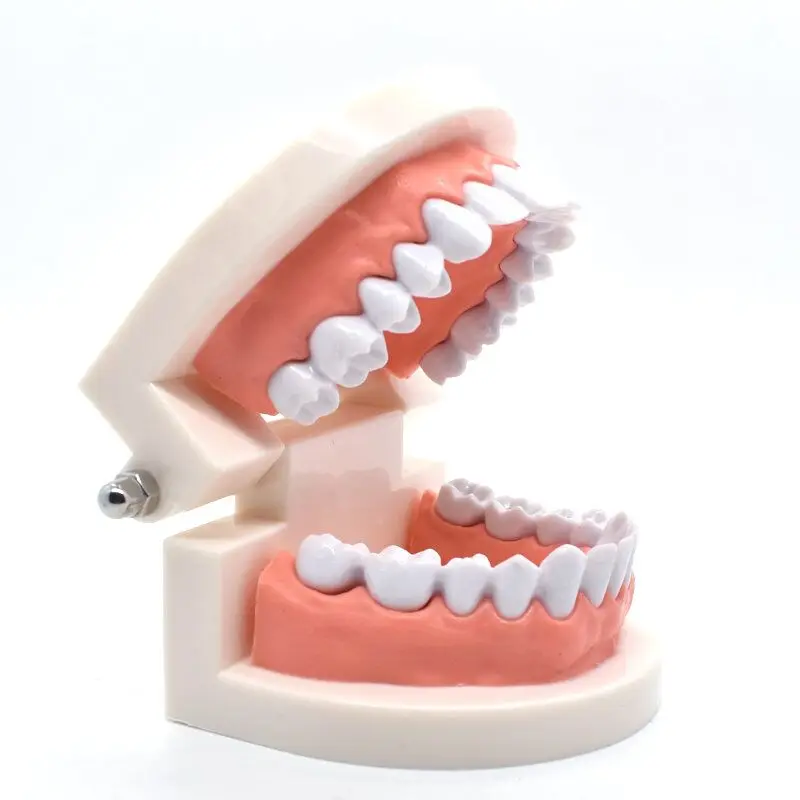 1pcs Dental Teeth Model Dentist student Model for Teaching Dentistry Material Dentist Instrument Tools Dental Lab Model