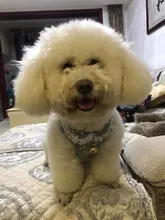 Arnés con cascabel para mascotas, arnés de pecho y correa suave para gatos pequeños y medianos