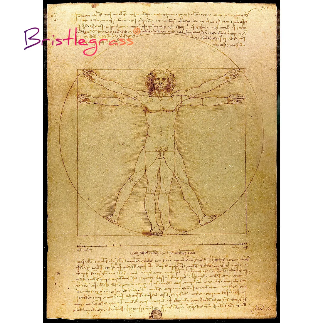 BRISTLEGRASS Wooden Jigsaw Puzzle 500 Piece L'Uomo Vitruviano Vitruvian Man Leonardo Da Vinci Educational Toy Painting Art Decor bristlegrass wooden jigsaw puzzle 500 1000 piece baptism of christ leonardo da vinci educational toy collectibles painting decor