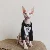 Cat Clothes Sphinx Deven Cat Shirt Повседневная 100% Хлопчатобумажная Бейсбольная футболка Модная Базовая рубашка Осень Лето
