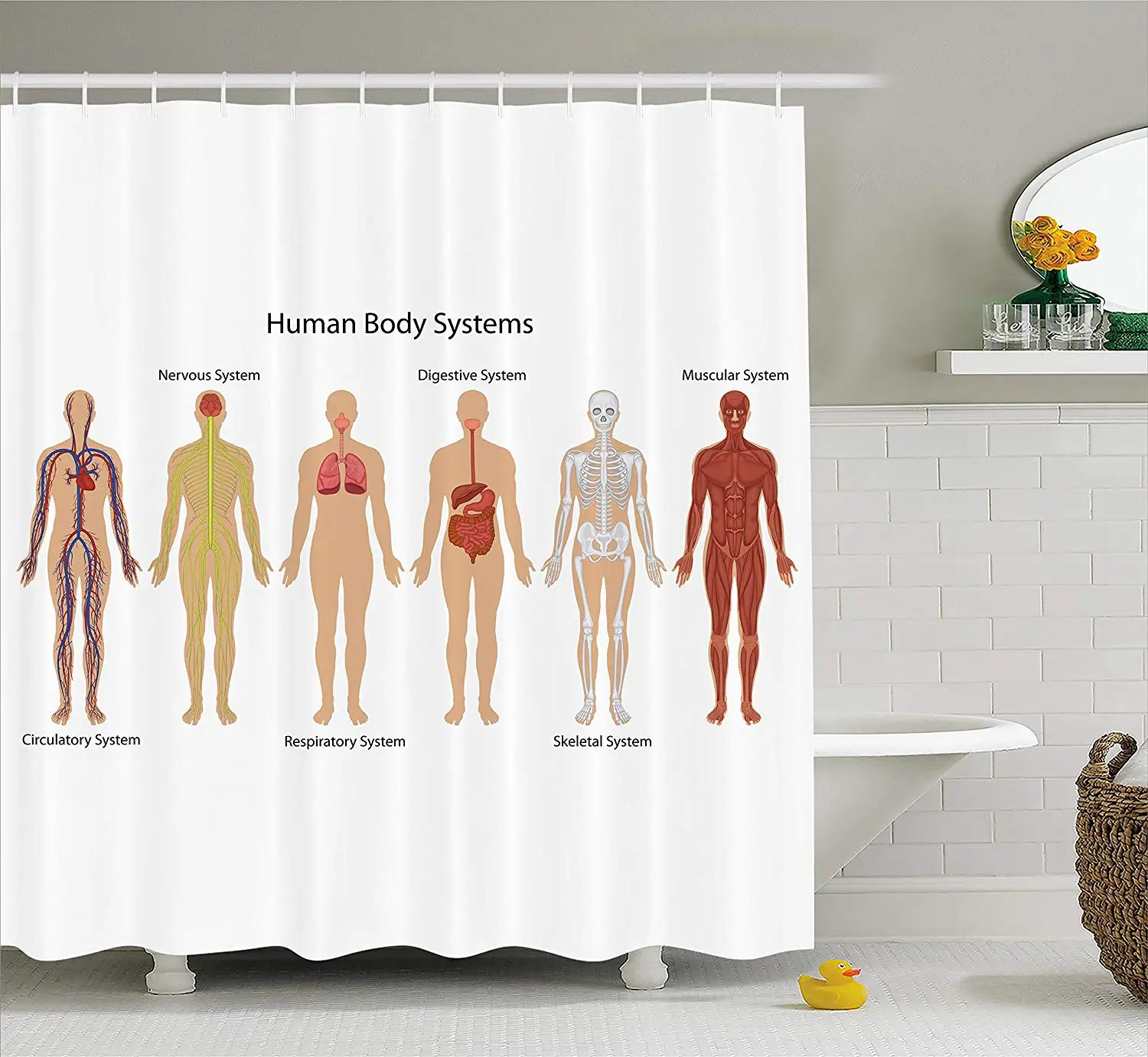 Анатомия человека занавеска для душа человеческое тело с центральной нервозной