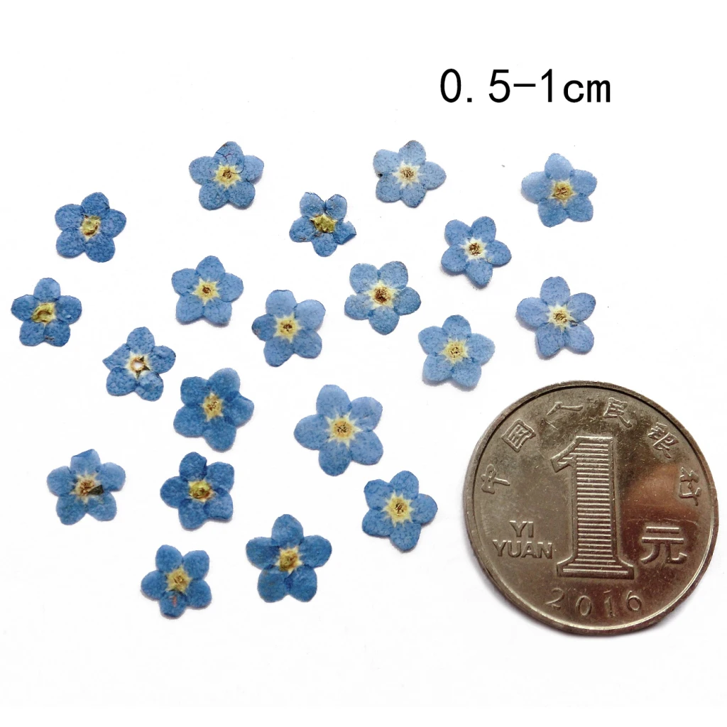 10 Pcs Pressed Real Dried Flower Dry Leaves for DIY Crafts Bookmark Card Making Decoration Wedding Card Party 