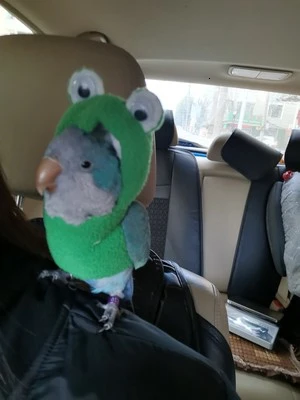 Одежда с птицами ручной работы птица милый Летающий костюм для Cockatiel Sun Parakeet монах попугай мягкая ткань костюм попугая M6167