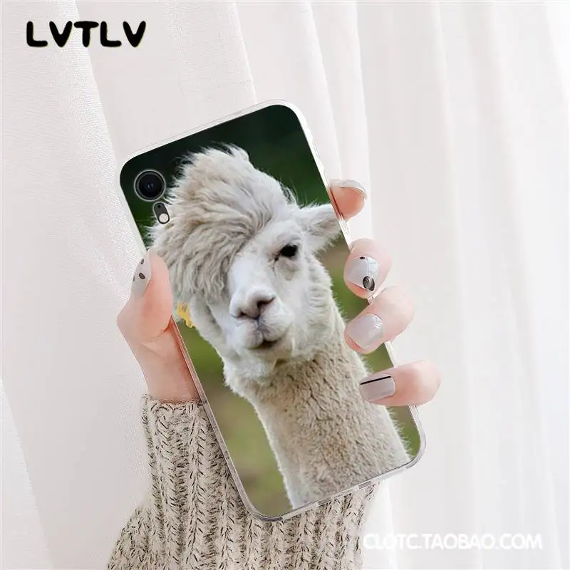 Lama Llama Alpacas Animal