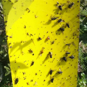 

20 Pcs/Set Disposable Double-sided Bug Fly Stickers Glue Board Sticky Flycatchers Special Sticky Insect Trapping Board
