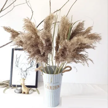 

Real Dried Pampas Grass Wedding Flower Bunch Natural Plants Home Decor Dried Flowers Phragmites Flower Ornamental Christmas
