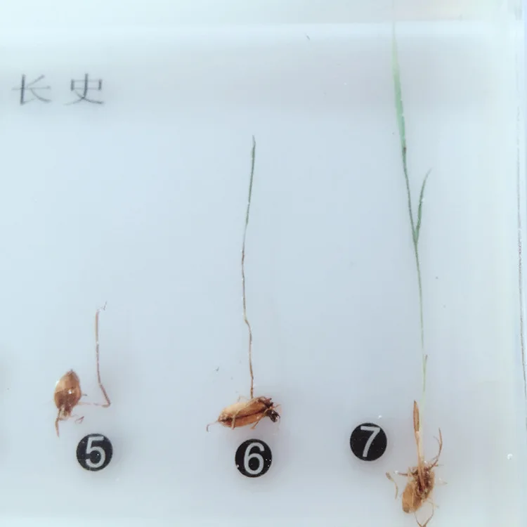 Образцы истории роста растений из смолы Кукуруза арахис бобов, пшеницы, процесс прорастания риса, модель биологии Botany учебные материалы