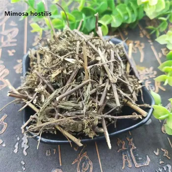 

High quality Chinese medicine Organic Mimosa hostilis root bark Biophytum sensitivum Mimosa pudica/diffusa sperm improvement