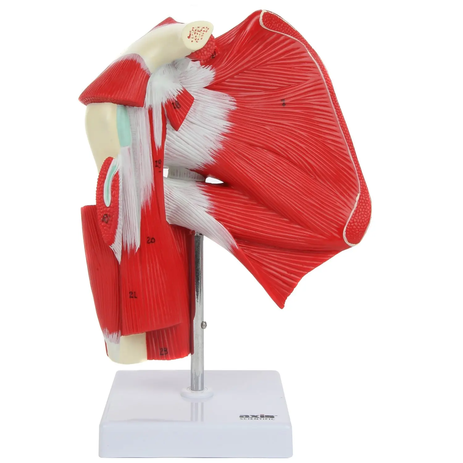 

Muscled Shoulder Joint Model Shows Complete Shoulder Musculature From Rotator Cuff To Subscapular Muscles Includes Base